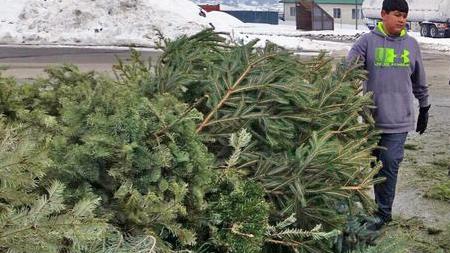 Scouts recycling Christmas trees on Jan. 5 in new location